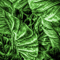 Painted Green Monstera palm leaves by Brian Vegas
